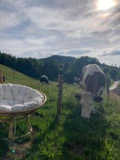 Yourte à la ferme - Ramonchamp - 7