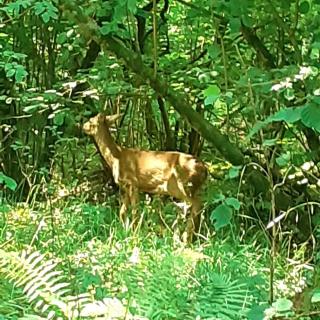 Bridgewood Camping - CABIN - 9