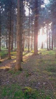 Bridgewood Camping - CABIN - Sherborne - 6