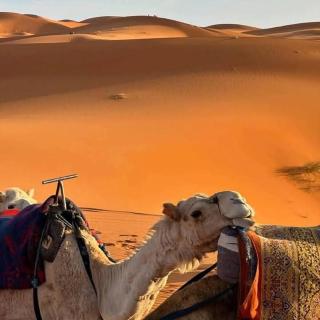 Amars luxury camp - Merzouga - 5