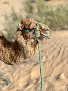 Amars luxury camp - Merzouga - 6