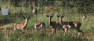 KwaThabisile Bush Retreat - Cullinan - 3
