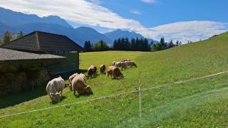 Ferienwohnung Fewo Latschur Auf Dem Bauernhof - - 2