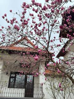 Dendro House - Chişinău - 9