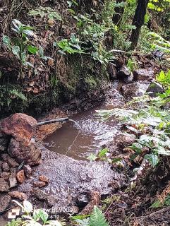 Studio Árvore da vida - 9