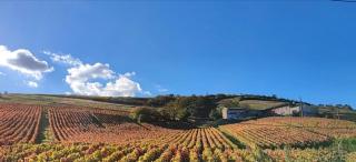 Appartement cosy et rénové au cœur des vignes du Beaujolais - Jullié - 9