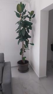 Apartmani Miletić - Jelsa (Gelsa) - 8