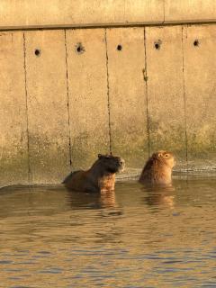 EXCELENTE DEPTO BAHIA NORDELTA Tigre!!!!!!! - Tigre - 0