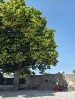 L'ombre du tilleul - 7