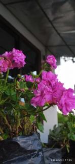 Mane Dara homestay - Darjeeling - 9