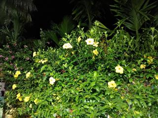 The Green View Homestay Siliguri in - Siliguri - 5