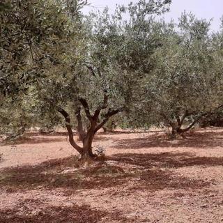 Captain's Apartments in Olive Grove - Mousata - 7