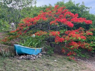 Aloe House BVI - 3