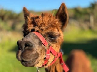 Short & Sweet Alpaca Retreat - Penrhos-Lligwy - 4