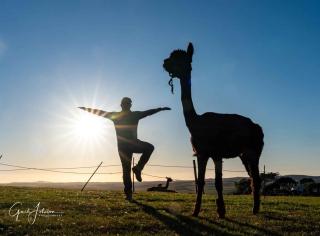 Short & Sweet Alpaca Retreat - Penrhos-Lligwy - 3