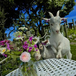 Short & Sweet Alpaca Retreat - Penrhos-Lligwy - 9