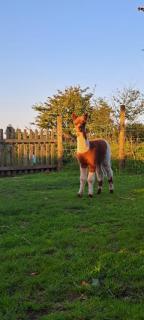 Short & Sweet Alpaca Retreat - Penrhos-Lligwy - 5