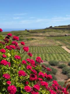 Dammuso del Nonno - Pantelleria - 6