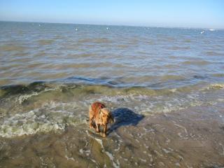 RONCE,MER à 1mn ,en XXL, reposant avec VOS animauX ! - Ronce-les-Bains - 7