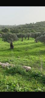 שלווה בגליל- בהושעיה יישוב קהילתי דתי - Hosha‘ya - 2