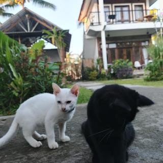 Stay Together - Tetebatu - 3