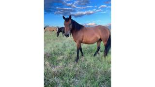 Toowoomba Valley Views by Tiny Away - Gowrie Little Plain - 2