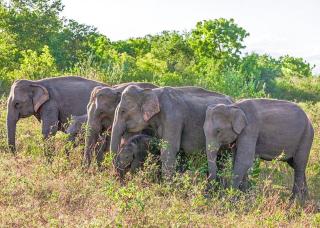 New Destination - Nikawatawana - 4