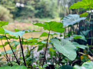 Hidden Homestead - 6