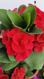 Vasudha Eco Homestay - Paithalmala - 6