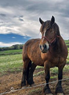 Niditas Suites and Horses - Santillana del Mar - 5