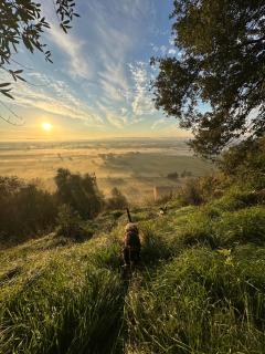 Villa Monteleone - Montefalcone - 4