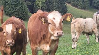 Gasthof SPITZER - - 5