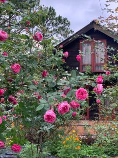 Romantic house 2 on a pine hill Dalat - Da Lat - 9