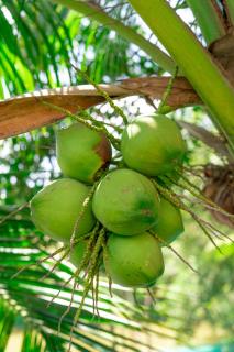 Le Palmier Long An Boutique Resort - Free Outdoor Cinema - 9