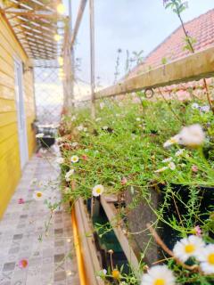Ngôi Nhà Bồ Công Anh Homestay & Hostel - Ấp Xuân An - 4