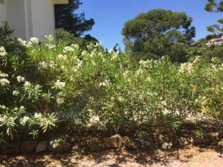 Independent One bedroom Apartment - Antibes - 4