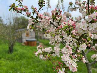 Robins Retreat - Shepherds Hut Alfriston - Alfriston - 1