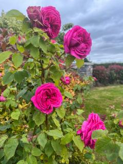 Seven Stars B&B - Portarlington - 7