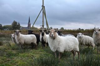Nature lovers Your own island - Wijdewormer - 7