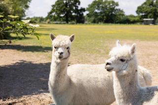 Harbour Ranch Hut - Rustic Countryside Escape - Emsworth - 9