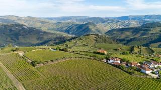 Casa do Vale - Retreat in the Douro Vineyards - Provesende - 3