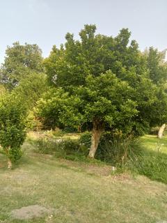 le petit moulin - Montendre - 5