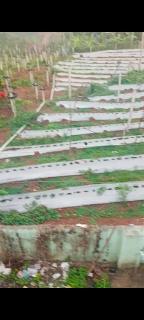 Vijayas agro farm - Jāmb - 5