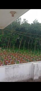 Vijayas agro farm - Jāmb - 4