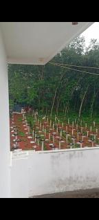 Vijayas agro farm - Jāmb - 3