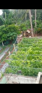 Vijayas agro farm - Jāmb - 2