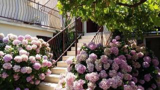 Apartment Rosa - Supetar - 9