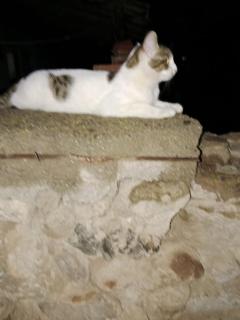 Tivat studio house - Kravlja - 4