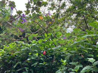 Milemeleni Guesthouse - Lushoto - 7
