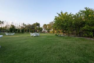 Chauhan Farms - Jāmb - 1